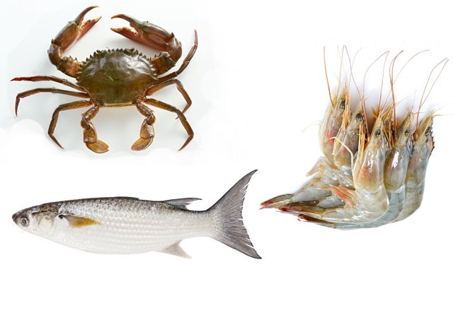 ky-thuat-nuoi-ghep-tom