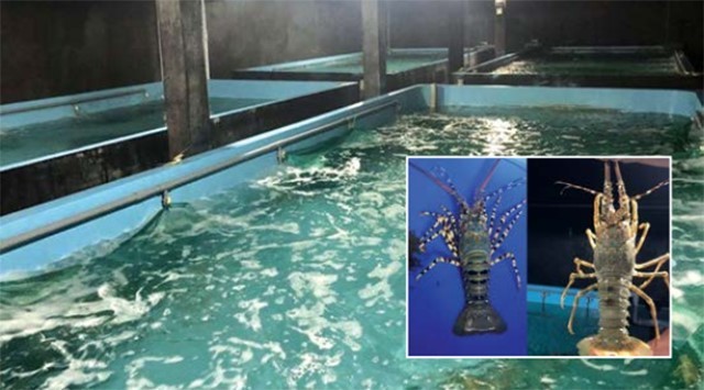 ky-thuat-nuoi-tom-hum