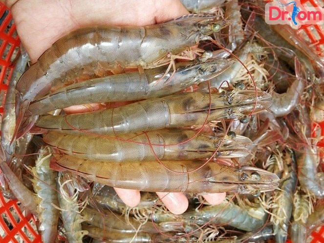 ky-thuat-nuoi-tom-the-chan-trang-cong-nghiep-1