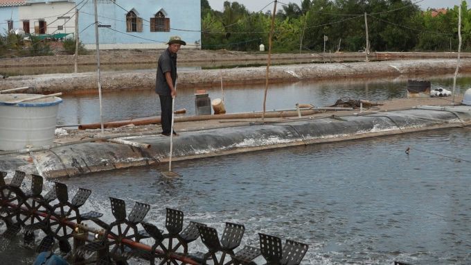 ky-thuat-nuoi-tom-the-chan-trang_1