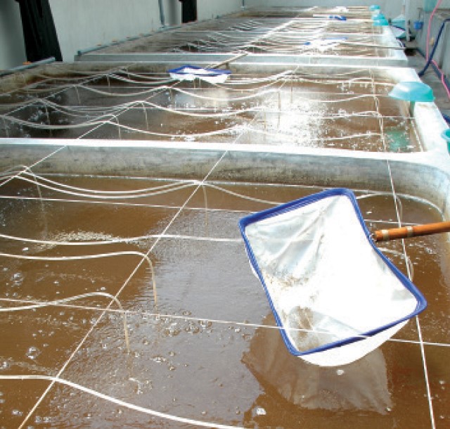 ky-thuat-uong-tom-giong