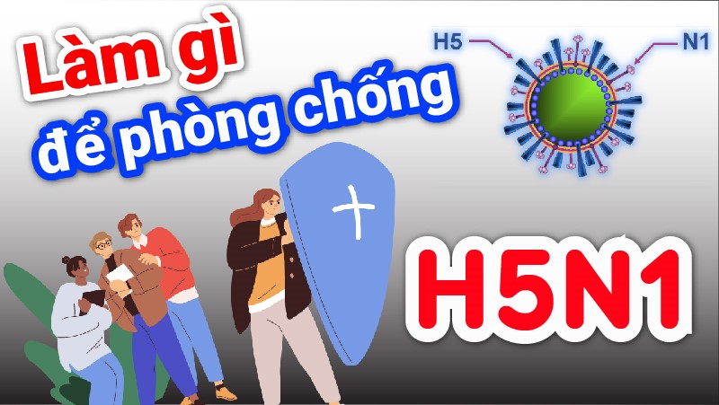 Làm gì để phòng chống cúm A H5N1?