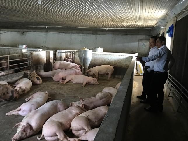 lý do giá thịt heo giảm mạnh