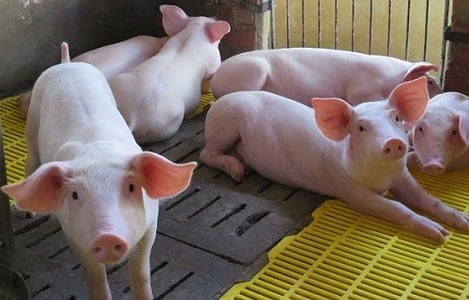 lợn cai sữa