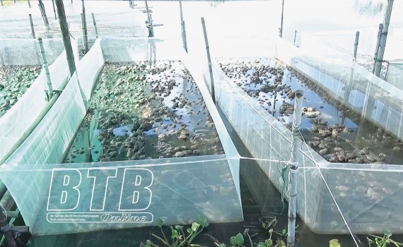 lam_giau_tu_nuoi_ech_thai_lan_08173422092021