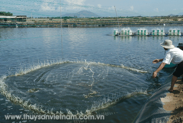 loai-bo-kim-loai-nang-trong-nuoi-tom-01