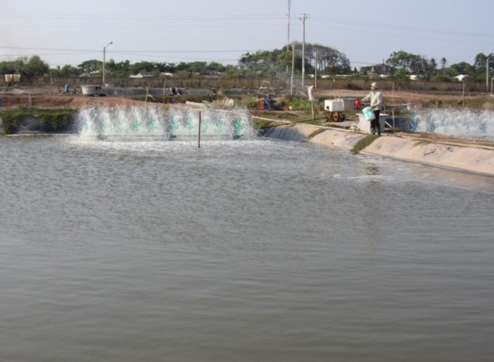 loi-khuyen-khi-nuoi-tom-the-thoi-diem-giao-mua-1