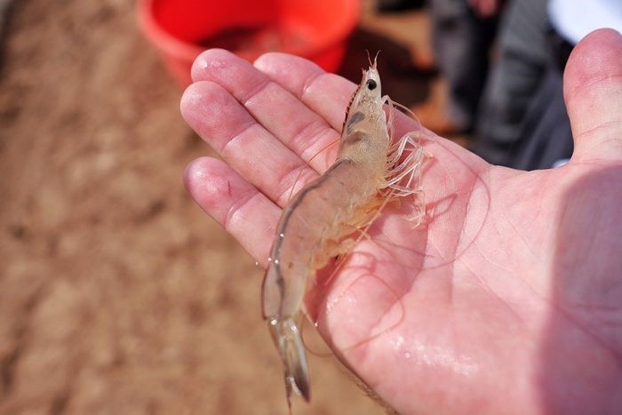 loi-khuyen-khi-nuoi-tom-the-thoi-diem-giao-mua