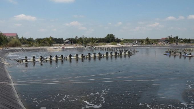 loi-nhuan-cao-tu-nuoi-tom-the-chan-trang