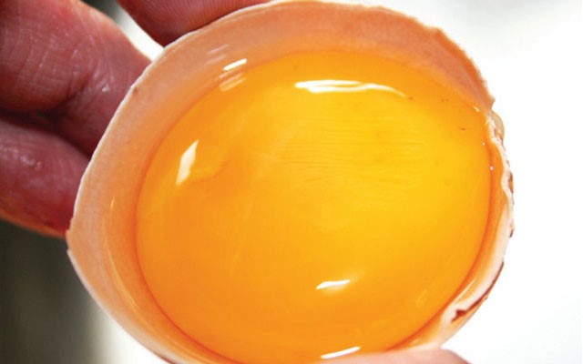 long-do-trung-ga-nuoi-tom