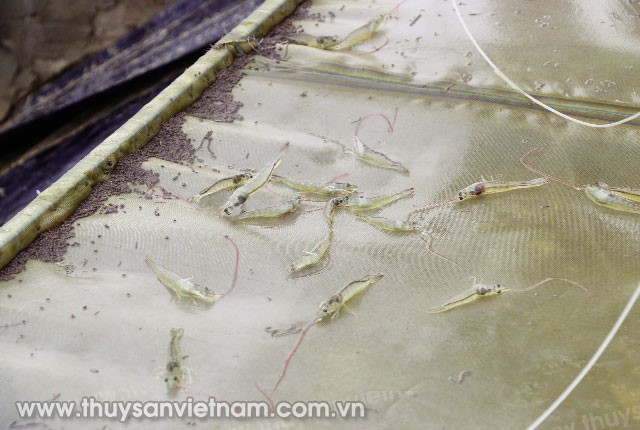 lua-chon-quan-ly-thuc-an-chan-nuoi-04