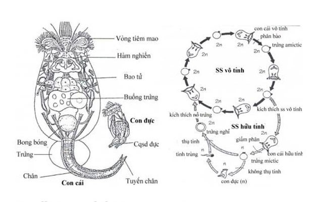 luan-trung-trong-nuoi-tom