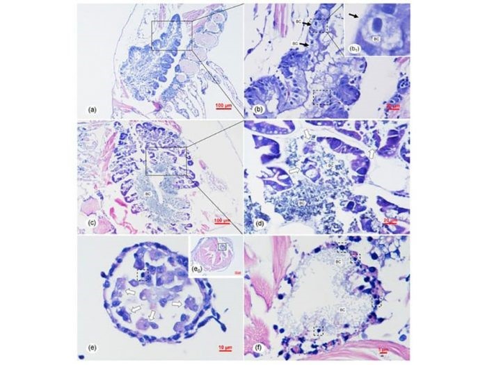 mat-cat-mo-hoc-cua-tom-nhiem-benh-e1637198149437