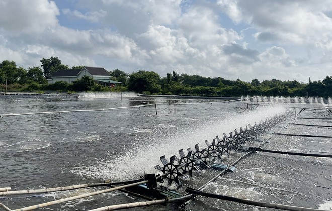 mo-hinh-ao-nuoi-tom-lot-bat