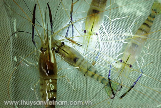 mo-hinh-nuoc-xanh-cai-tien-02