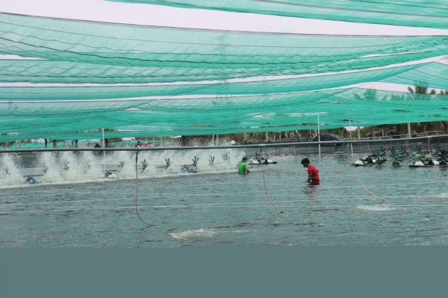 mo-hinh-nuoi-tom-cong-nghe-cao-e1589247262230