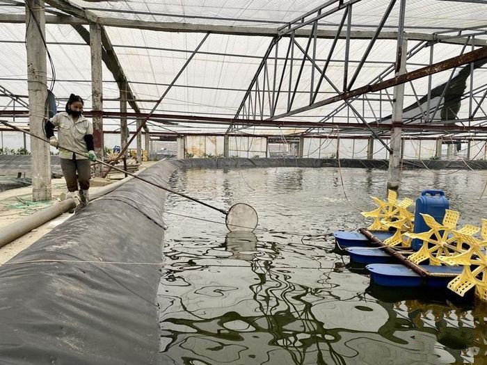mo-hinh-nuoi-tom-cong-nghe-cao