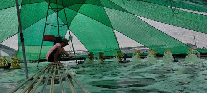 mo-hinh-nuoi-tom-cong-nghe-cao_1