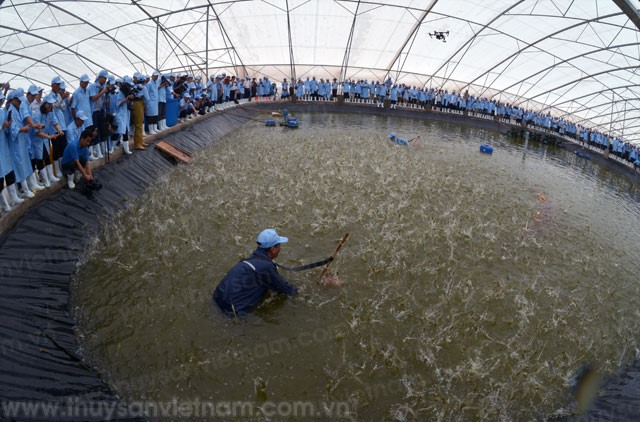 mo-hinh-nuoi-tom-giup-dem-lai-hy-vong-moi-cho-nguoi-dan-2