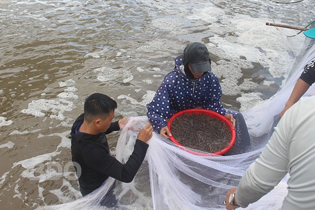 mo-hinh-nuoi-tom-the-chan-trang-tham-canh