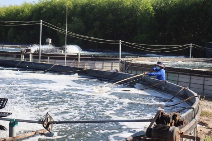 mo-hinh-nuoi-tom-tren-be-tron-1