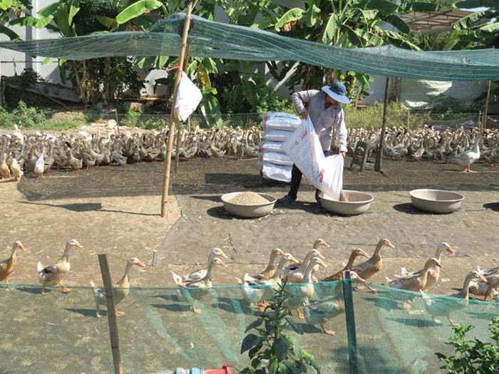 Tập trung các giải pháp đẩy nhanh tốc độ phát triển ngành hàng vịt