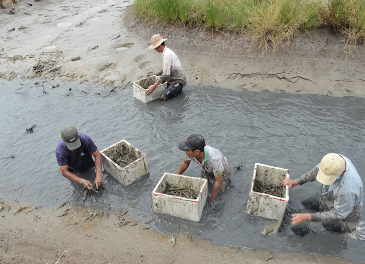 mo-hinh-tom-lua-cho-loi-nhuan-on-dinh