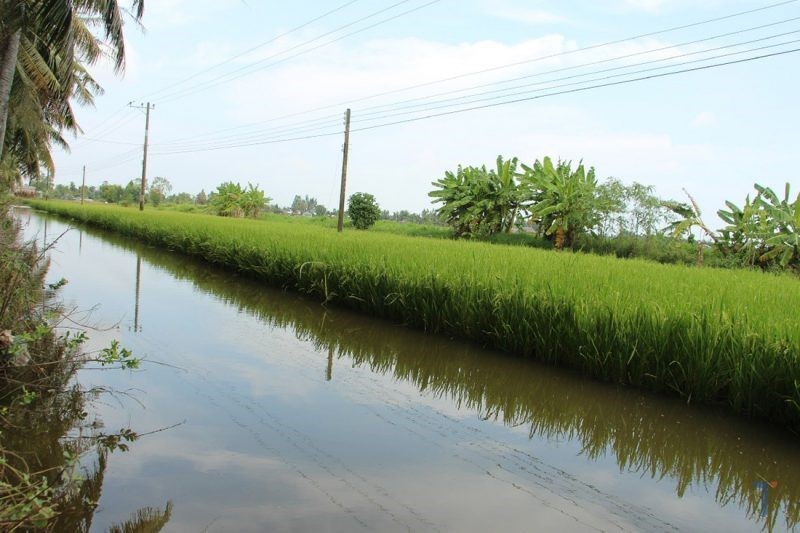 mo-hinh-trong-lua-nuoi-tom-ket-hop-e1649726078847