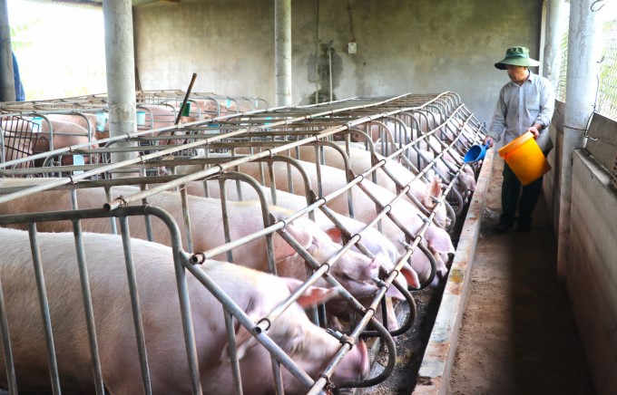 moi-nam-gia-dinh-ong-cao-khac-tu-to-1-phuong-tay-son-thi-xa-an-khe-xuat-chuong-ca-ngan-con-heo-mang-ve-thu-nhap-gan-3-ty-dong-anh-ngoc-minh-0956_20210713_431-223652