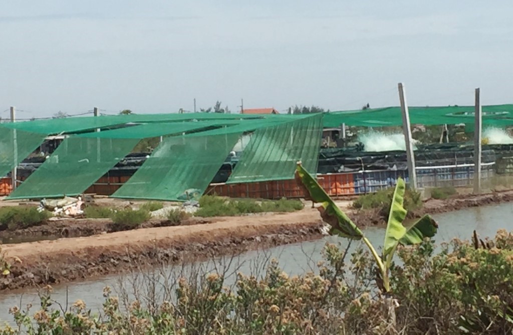 mot-so-bien-phap-chong-nong-cho-tom-nuoi-7dcb2