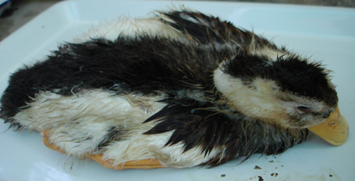 mot-so-dac-tinh-sinh-hoc-cua-chung-virus-vaccine-nhuoc-doc-dich-ta-vit-1