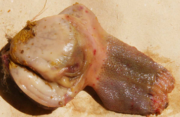 mot-so-dac-tinh-sinh-hoc-cua-chung-virus-vaccine-nhuoc-doc-dich-ta-vit-2