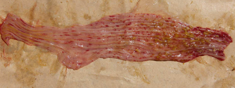 mot-so-dac-tinh-sinh-hoc-cua-chung-virus-vaccine-nhuoc-doc-dich-ta-vit-3