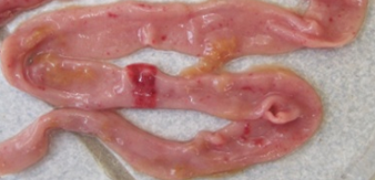 mot-so-dac-tinh-sinh-hoc-cua-chung-virus-vaccine-nhuoc-doc-dich-ta-vit-4