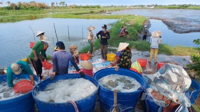 nang-suat-tom-lua-tot