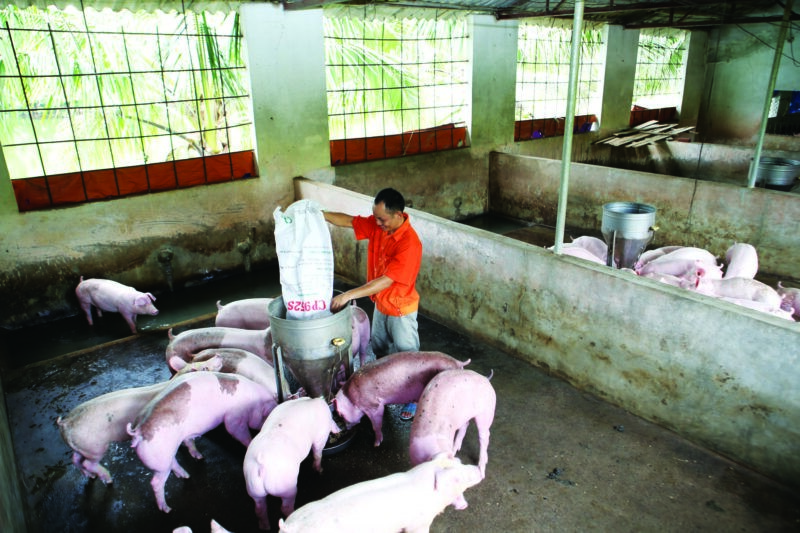 nganh-chan-nuoi-2021-e1643105386221