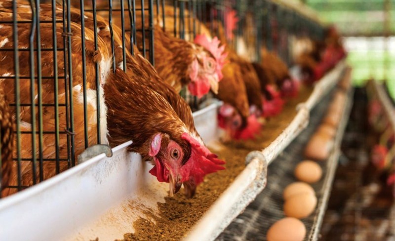 Tình hình chăn nuôi cả nước tháng 3/2022