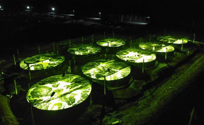 nghien-cuu-tac-dong-cua-anh-sang-doi-voi-tom-e1649227314289