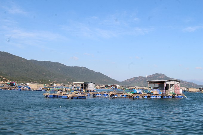 nguoi-nuoi-tom-hum-tai-binh-hung