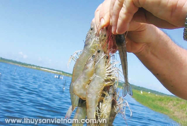 nguon-dinh-duong-nuoi-tom-ben-vung-02