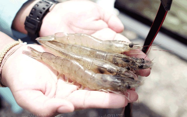 nguyen-lieu-thay-the-thuc-an-tom