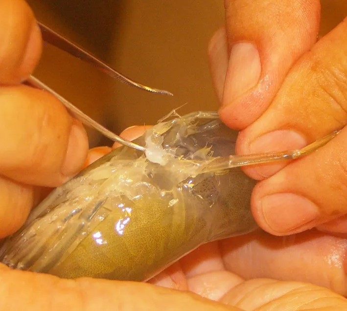 nh-Giải-pháp-di-truyền-1