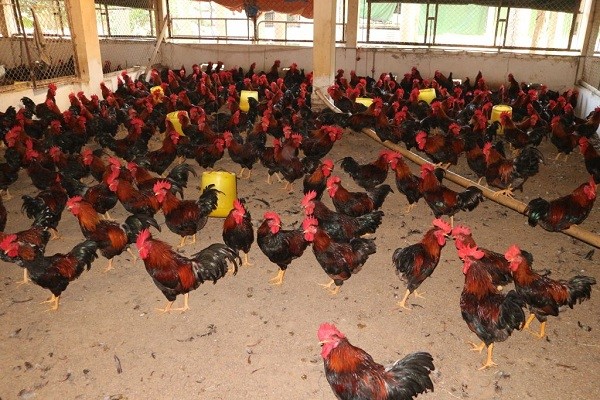 nhachannuoi.vn-ga-lac-thuy-1