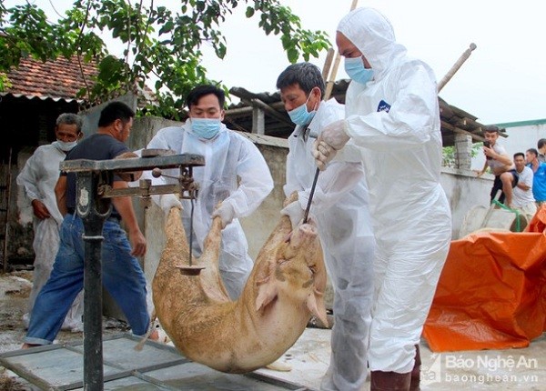 Cà Mau: Khẩn trương khống chế bệnh Dịch tả châu Phi