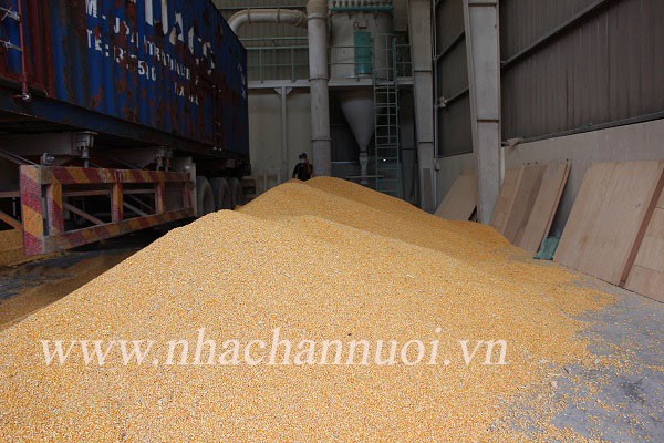 nhachannuoi.vn-nguyen-lieu-thuc-an-chan-nuoi-1