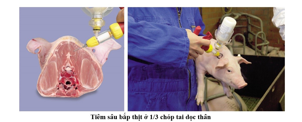 nhachannuoi.vn-thien-heo-con-4