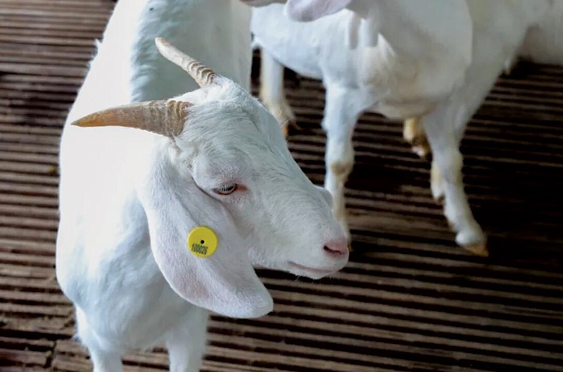 nhan-biet--khuon-mat-de