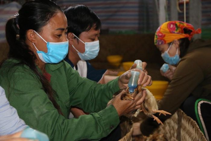 nho-vacxin-cho-gia-cam