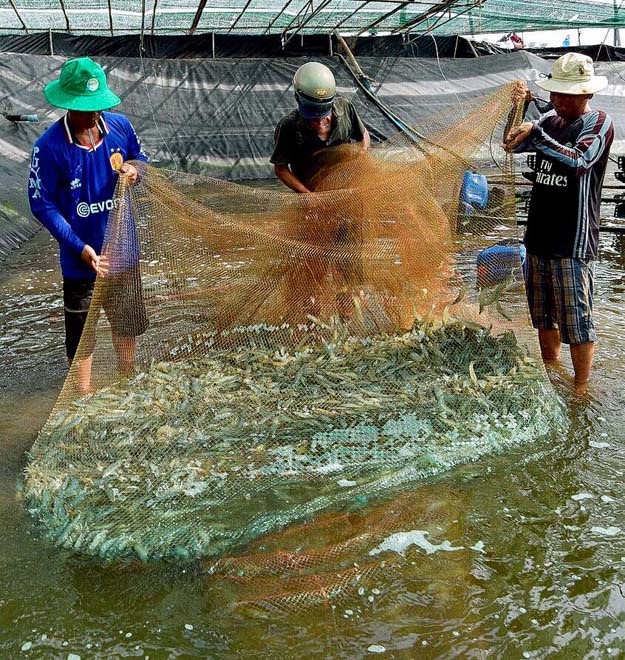 nong-dan-nuoi-tom-lo-khong-kip-chot-loi