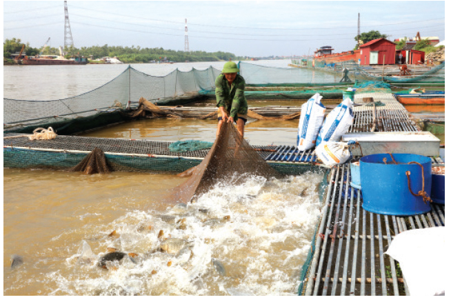 nuôi cá trên sông